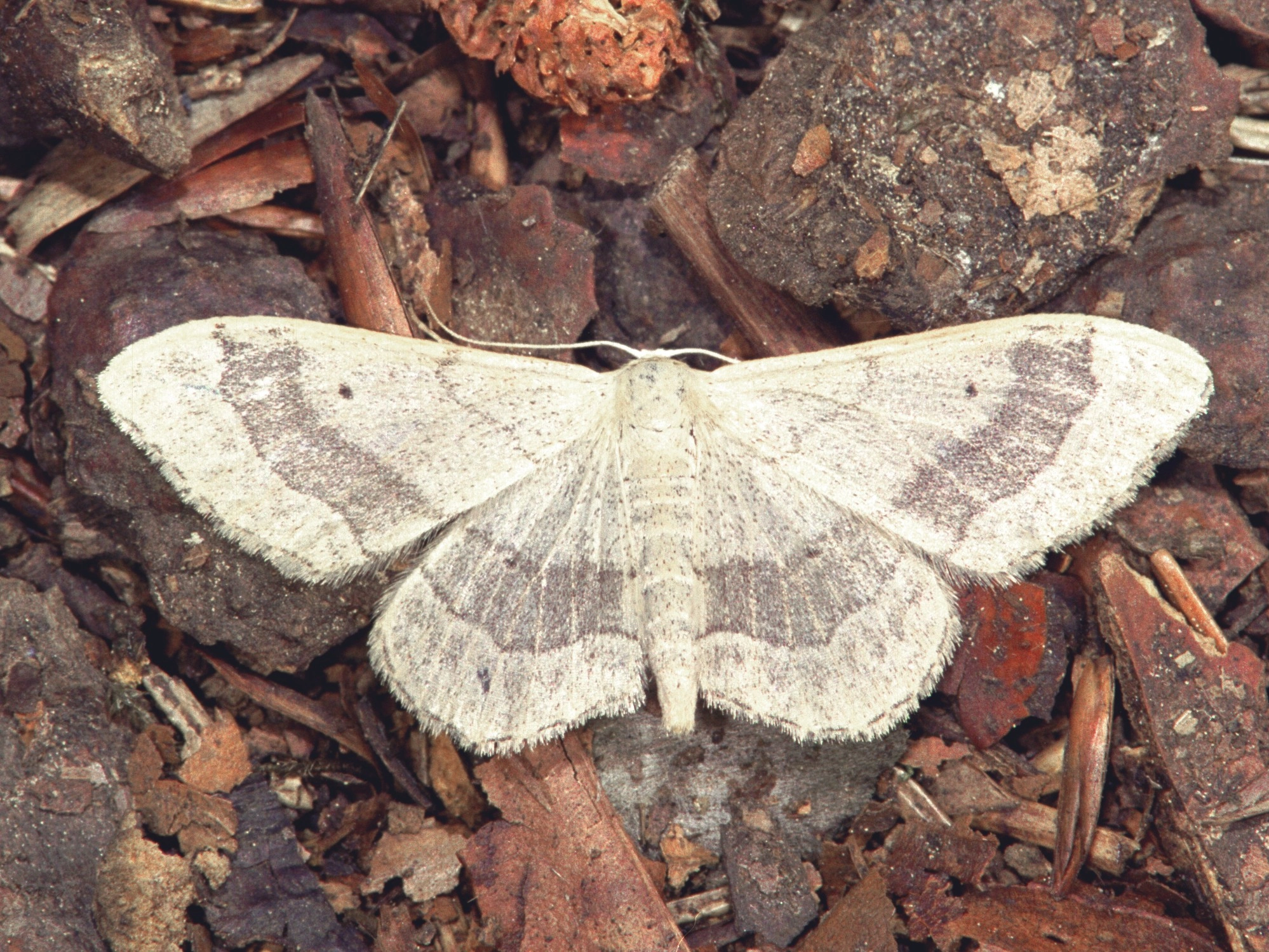 248_12A, Idaea aversata.jpg